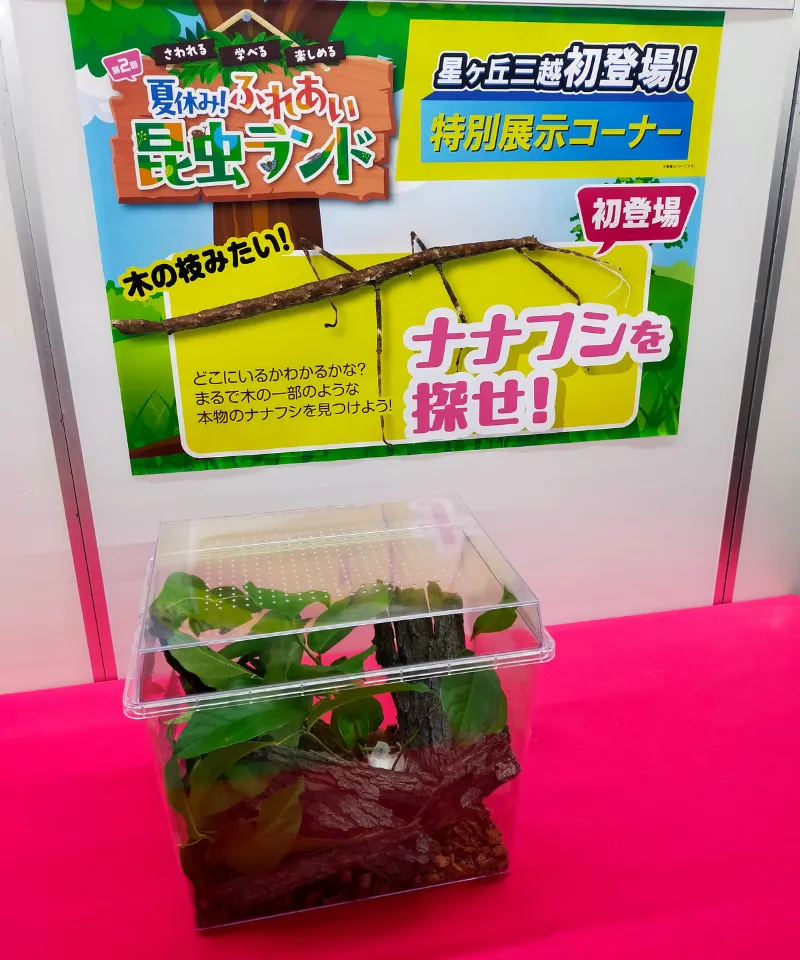 ふれあい昆虫ランド ナナフシ